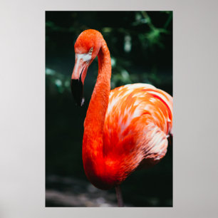 POSTER FLAMINGO