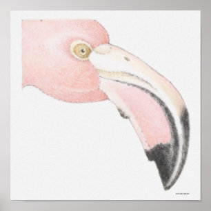 Pôster Flamingo