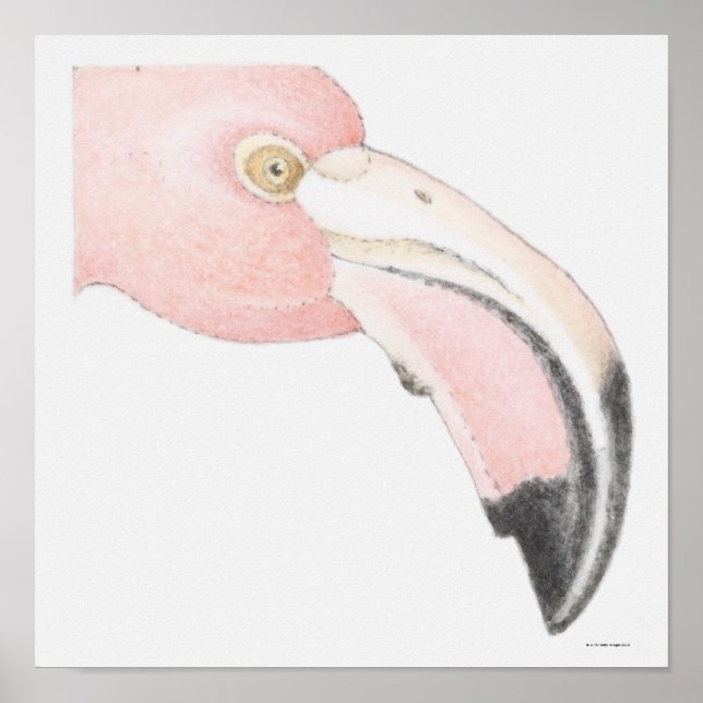 Pôster Flamingo (Frente)
