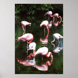 Poster flamingo