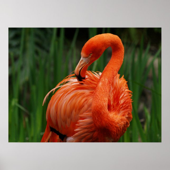 Poster flamingo (Frente)