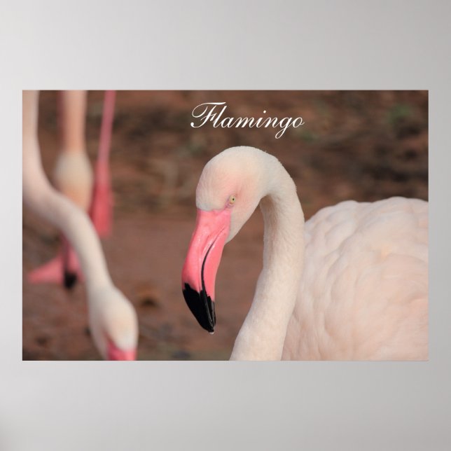 Poster Flamingo (Frente)
