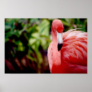 Poster Flamingo 1