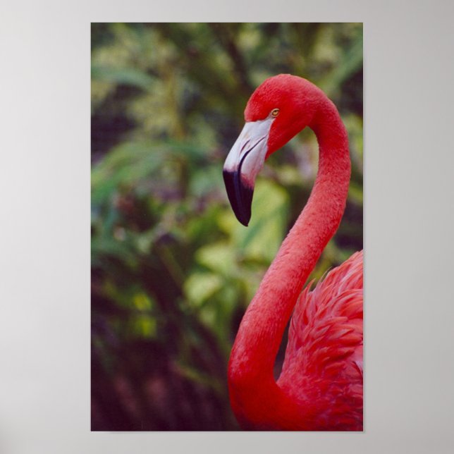 Poster Flamingo 2 (Frente)