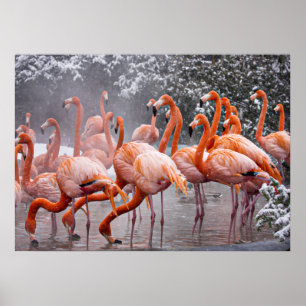 Poster Flamingo Americano, ave colorida,