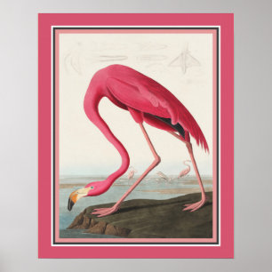 Poster Flamingo Americano de Audubon