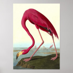 Poster Flamingo americano, John James Audubon