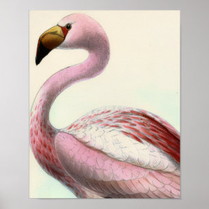 Poster Flamingo Antigo