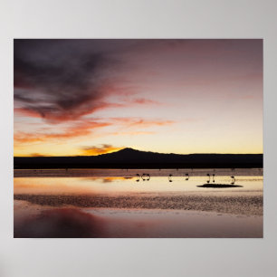 Poster Flamingo chileno