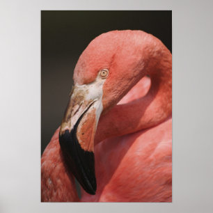 Poster Flamingo chileno, chilensis de Phoenicopterus