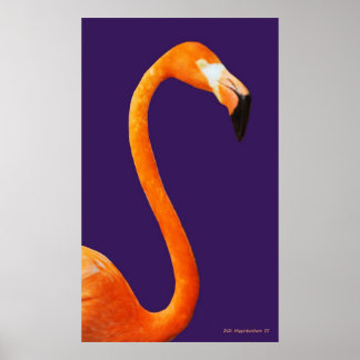Pôster Flamingo Em Azul