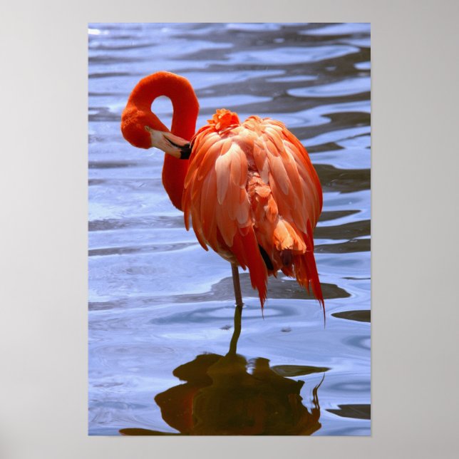 Poster Flamingo em uma perna na água (Frente)