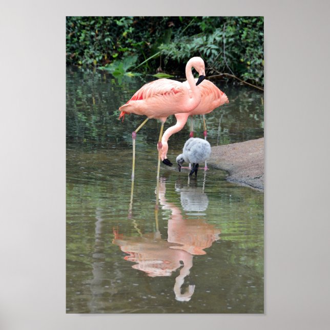 Pôster Flamingo Family Wading (Frente)