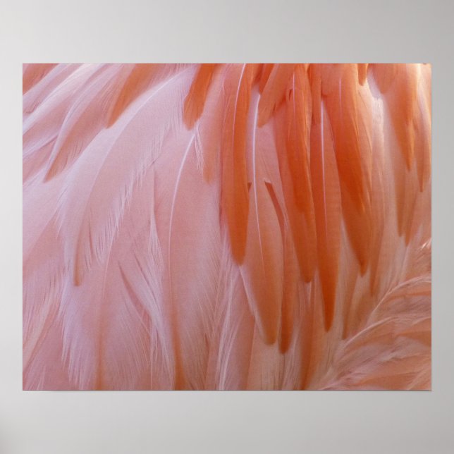 Pôster Flamingo Feathers in Shades of Pink (Frente)