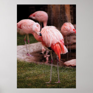 Pôster Flamingo - Flamingo