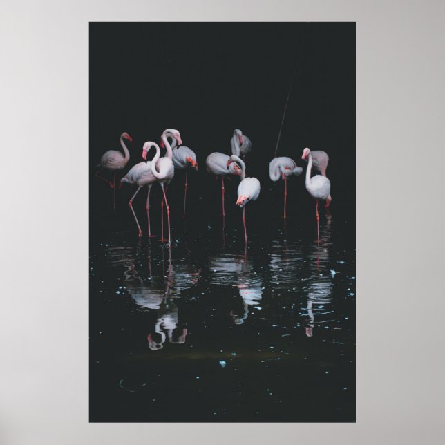 POSTER FLAMINGO NO FUNDO ESCURO (Frente)