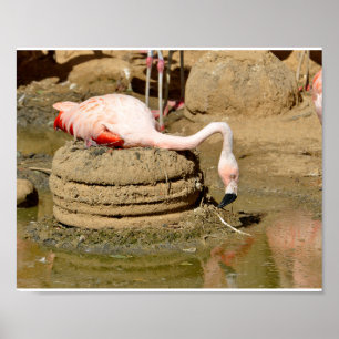 Poster Flamingo no ninho