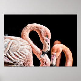 Poster Flamingo Pink Wildlife Photo