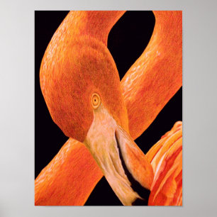 Poster Flamingo Portrait