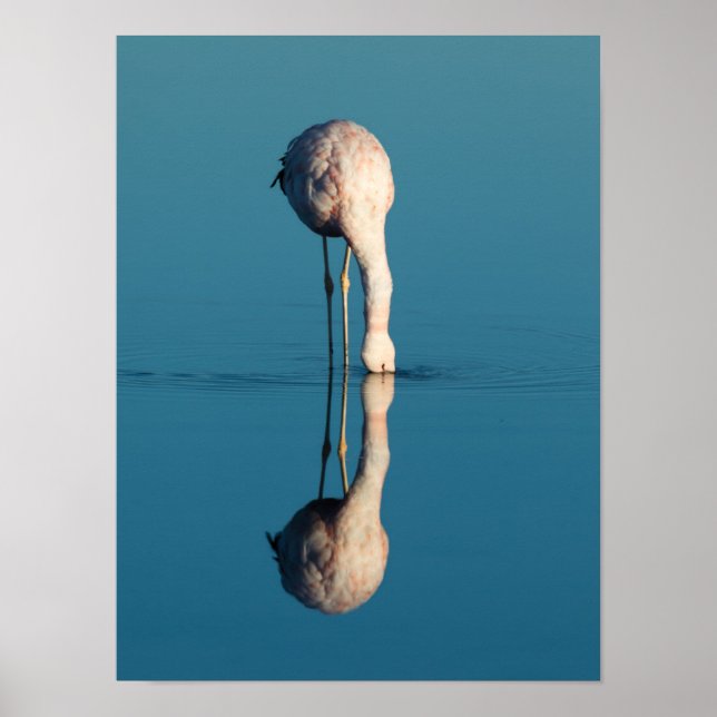 Poster Flamingo Reflection, Laguna Chaxa, Atacama (Frente)