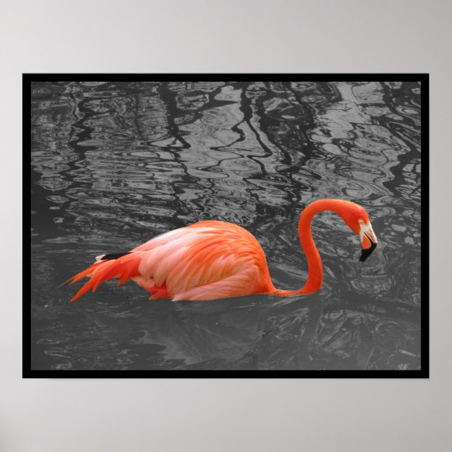 Poster Flamingo Rosa (Frente)