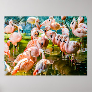 Poster Flamingo rosa