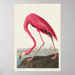 Poster Flamingo Rosa