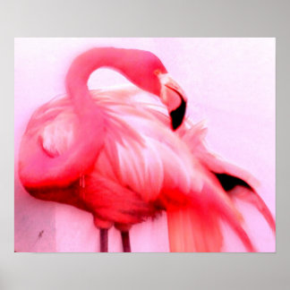 Pôster Flamingo Rosa