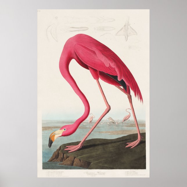 Poster Flamingo rosa das aves da América (1827) (Frente)