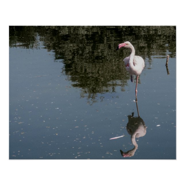 Pôster flamingo rosa na água (Frente)