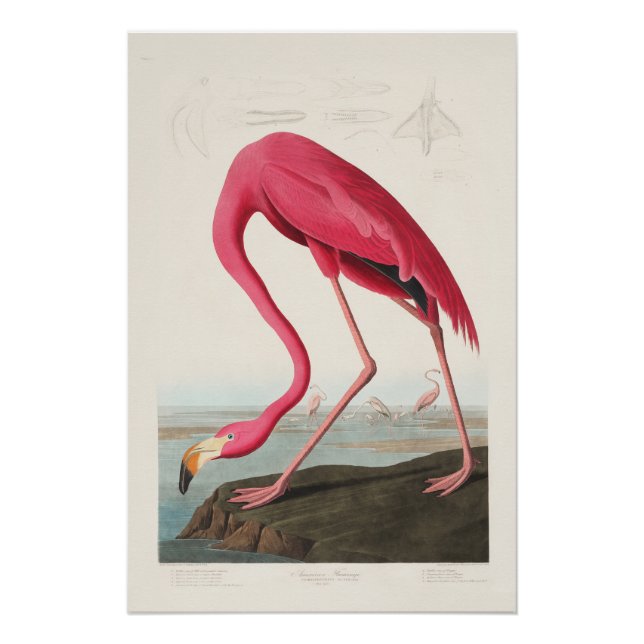 Pôster Flamingo Rosa por John Audubon (Frente)