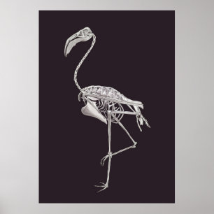 Poster Flamingo Skeleton Bird Halloween Anatomia Animal