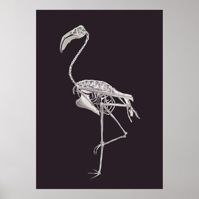 Poster Flamingo Skeleton Bird Halloween Anatomia Animal (Frente)