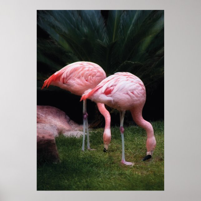 Pôster Flamingo - Um conjunto de Flamingos (Frente)