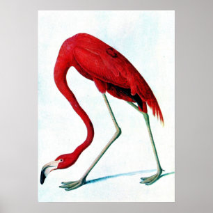 Pôster Flamingo vermelho americano Audubon da placa