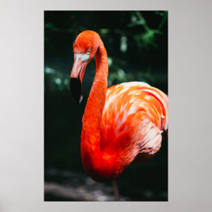 POSTER FLAMINGO VIBRANTE - FOTOGRAFIA