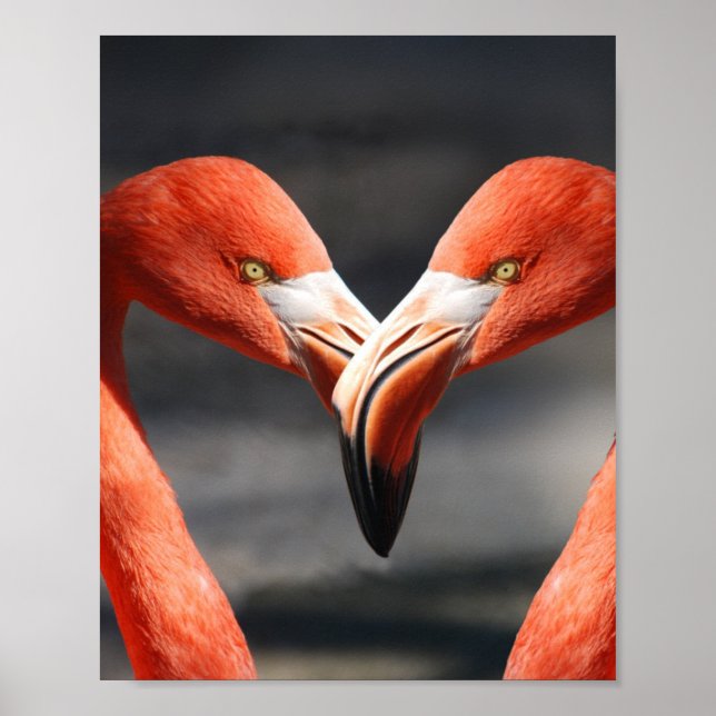 Poster Flamingoes no Amor (Frente)