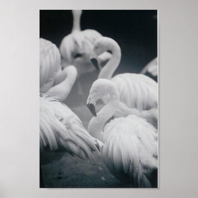 Pôster Flamingos (Frente)
