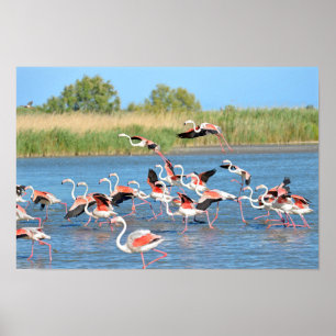 Poster Flamingos a correr na água em Camargue