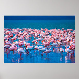 Poster flamingos africanos. Grupo de flamingos
