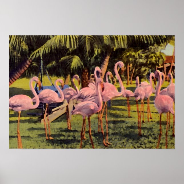 Poster Flamingos cor-de-rosa na Flórida (Frente)