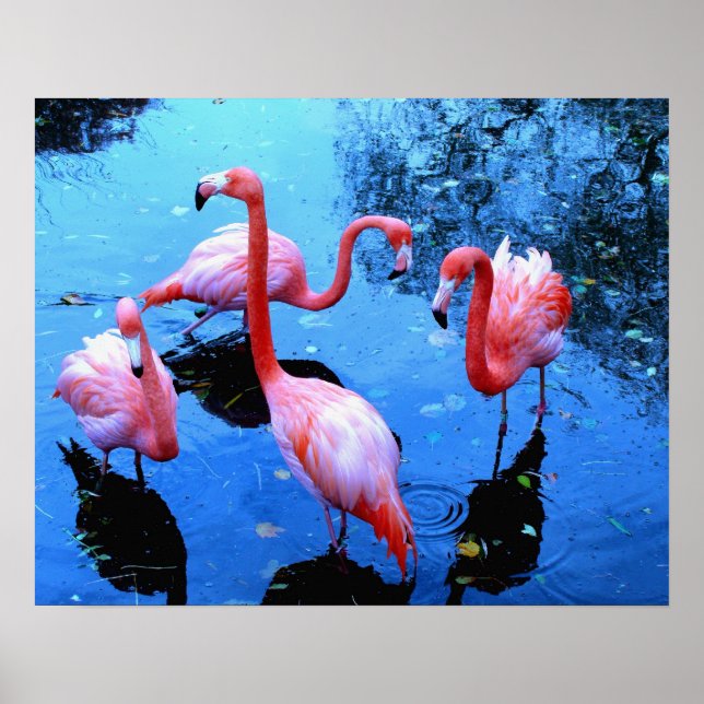 Pôster Flamingos Dançando (Frente)