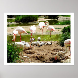 Pôster Flamingos e filhotes