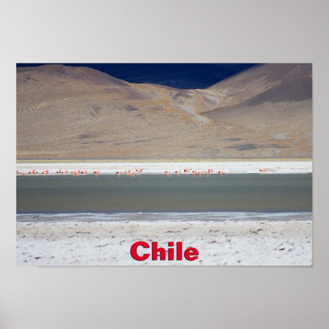 Poster Flamingos em Salar del Huasco, Chile (Frente)