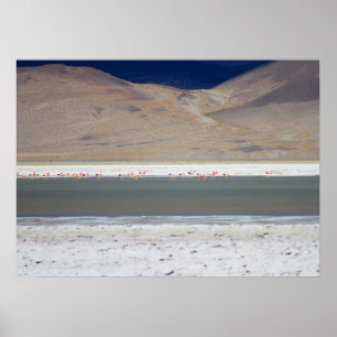 Poster Flamingos em Salar del Huasco, Chile