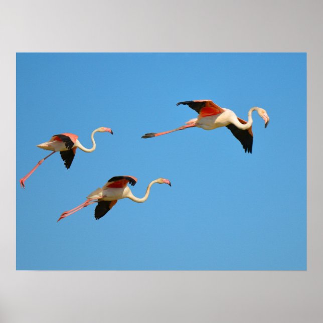 Poster Flamingos em voo (Frente)