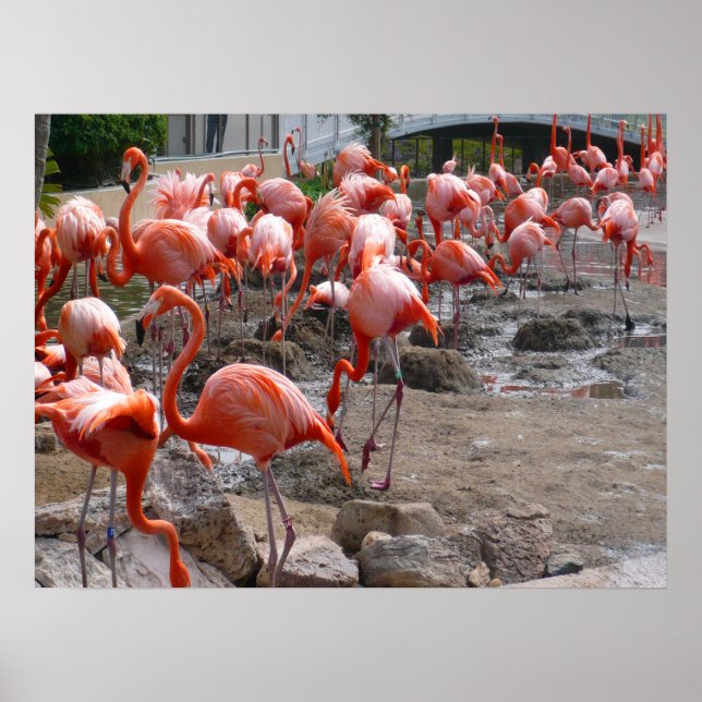 Poster Flamingos Flamingoes, Pássaros Rosa (Frente)