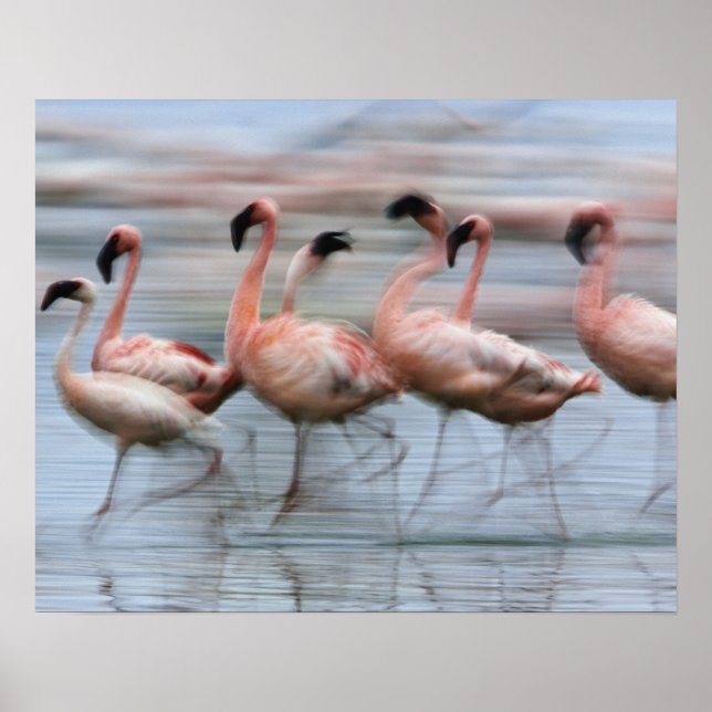 Poster Flamingos menores em movimento, Phoenicopterus (Frente)