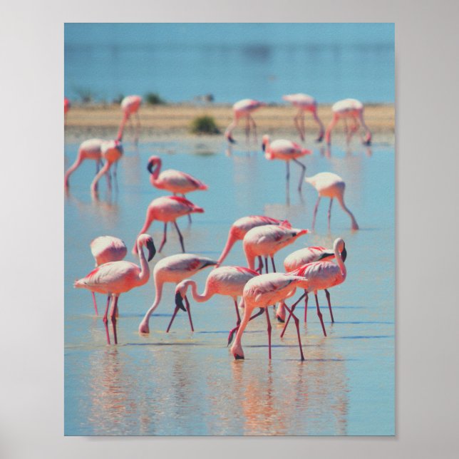 Poster Flamingos no nascer do Sol (Frente)