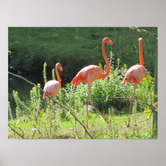 Pôster Flamingos Rosa